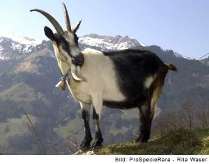 Chèvre paon (Image: ProSpecieRara)