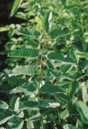 Pimprenelle Officinale_2
