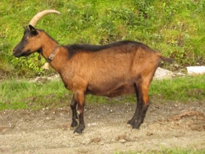 Pinzgauer Ziege-