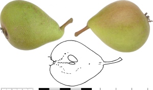Poire d'Aberiet II (Icogne). Photo : B. Vauthier