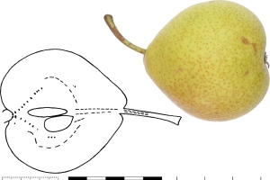 Poire Blanc 1 (Chavanne-le-Veyron). Photo : B. Vauthier
