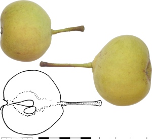 Poire Blanc 2. Photo : B. Vauthier