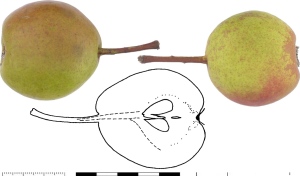 Poire Blesson Ballaigues. Photo : B. Vauthier.