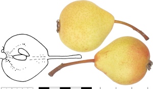 Poire Blèque. Photo : B. Vauthier.