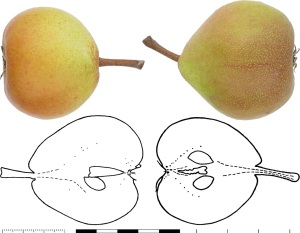Poire à Botsi. Photo : B. Vauthier.