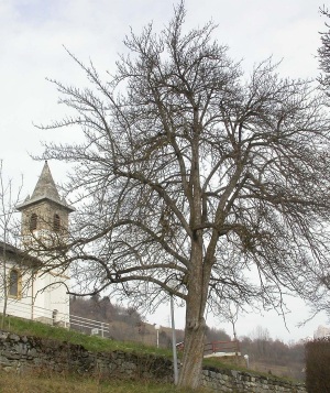 Poirier Brunet en 2004 à Daillon. B. Vauthier (2006)
