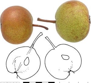 Poire Caillin. Photo : B. Vauthier.