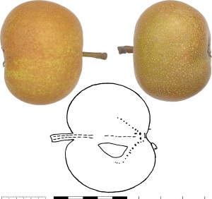 Poire Caloué. Photo : B. Vauthier.