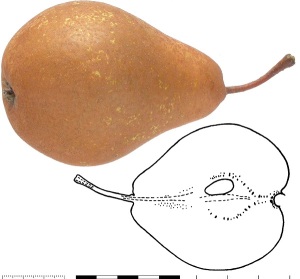 Poire Caoué. B. Vauthier