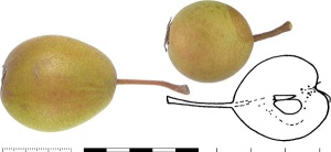 Poire Carmagnoule. B. Vauthier