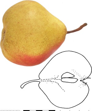 Poire Loup (Lugrin). B. Vauthier