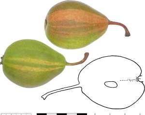 Poire Culotte suisse (Image: B. Vauthier)