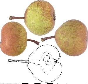 Poire Rêche de Produit (Leytron). B. Vauthier