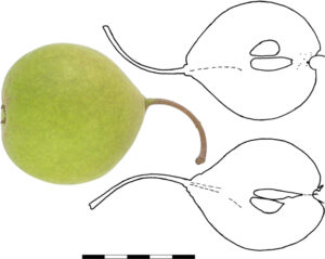PoiVerdet 1B Verdan (F-B)