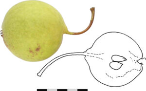 PoiVerdet 1C Gode (Conth)