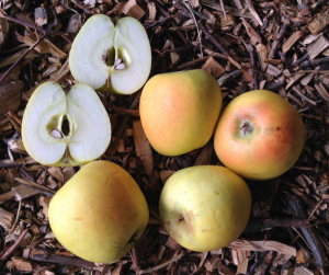 Pomme Cloche (Image: ProSpecieRara)
