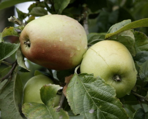 Pomme Cloche (Image: ProSpecieRara)