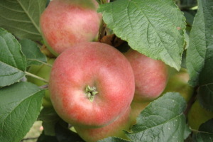 Pomme de Zurich (Image: ProSpecieRara)
