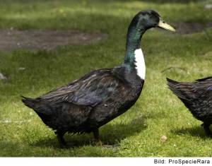 Canard de Poméranie (Image: ProSpecieRara)