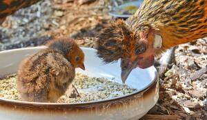 Poule appenzelloise huppée (Image: ProSpecieRara)