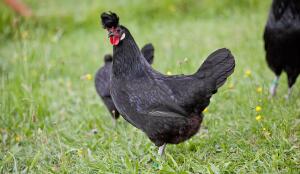 Poule appenzelloise huppée (Image: ProSpecieRara)