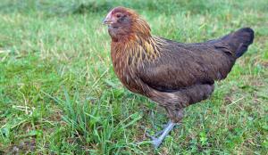 Poule appenzelloise barbue (Image: ProSpecieRara)