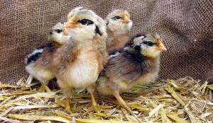 Poussins appenzellois barbus (Image: ProSpecieRara)