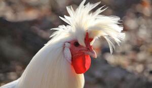 Poule appenzelloise huppée (Image: ProSpecieRara)