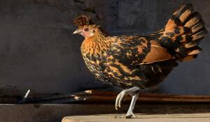 Poule appenzelloise huppée (Image: ProSpecieRara)