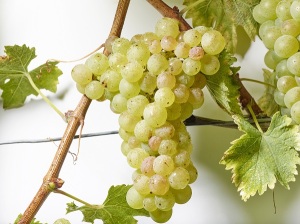 Grappe de Rèze. Photo : Sedrik Nemeth©