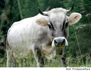 Vache grise rhétique (Image: ProSpecieRara)