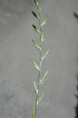 Ray grass anglais_1