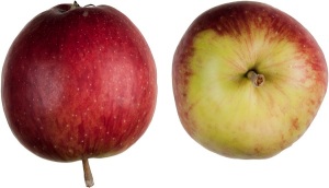 Reinette de Galmiz (Image: ProSpecieRara)