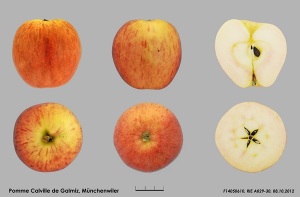 Reinette de Galmiz (Image:PGREL-NIS)