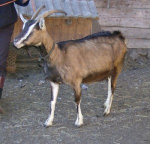 braune Strahlenziege