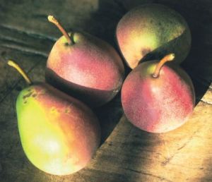 Rosselletta Grossa, fonte: P. Odorizzi: Profumi e sapori perduti - Il fascino della frutta antica Vol.II (2005)