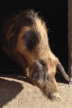 Gescheckter Samolaco-Typ (Foto K.Kusstatscher)