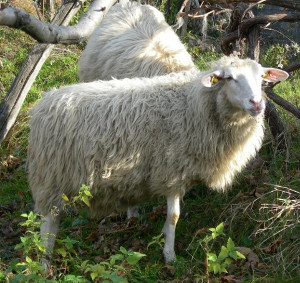 Saltasassi (www.agraria.org)