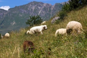 Livestock guardian dog. Hütehund für das Vieh. Chien de garde du bétail. Quelle: / Source: Keystone/Salvatore di Nolfi