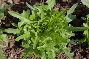 Schnittsalat_Lattughino Verde_PSR