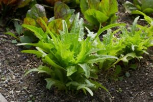 Schnittsalat_LattughinoVerde1_PSR