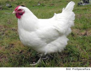 Poule (Image: ProSpecieRara)