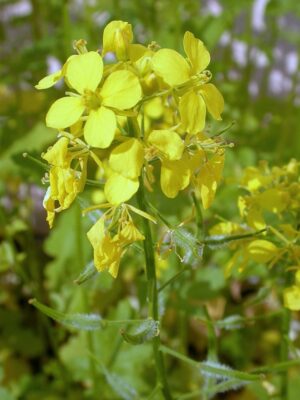 Sinapis_alba_3401