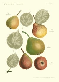 Speckbirne; Quelle: http://www.obstsortendatenbank.de/speckbirne.htm