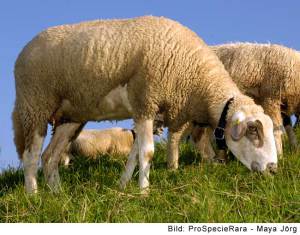 Mouton miroir (Image: ProSpecieRara)