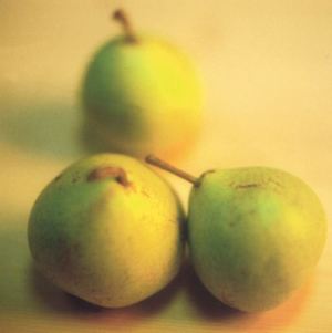 Spinacarpi, fonte: P. Odorizzi: Profumi e sapori perduti - Il fascino della frutta antica Vol. II (2005)