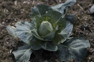 Spitzkohl_Chateaurenard1_PSR