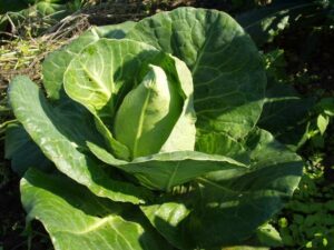 Spitzkohl_Chateaurenard_PSR