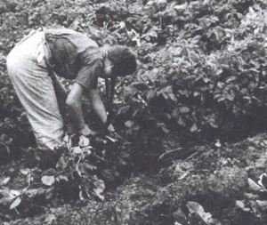 Bis in die 1950/60er Jahren wurden die Stauden vor der Ernte der Kartoffeln von Hand ausgezogen; Quelle: Kartoffeln, Klee und kluge Köpfe (2009)