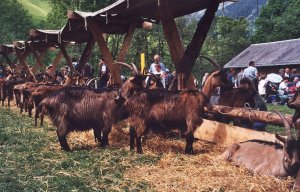 Stiefelgeissenschau Vilters 2008